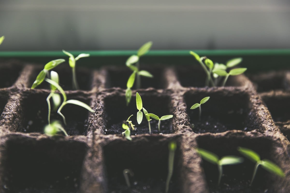 Garten zur Pacht - Urban Gardening