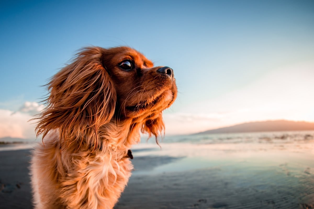 Kroatien mit Hund