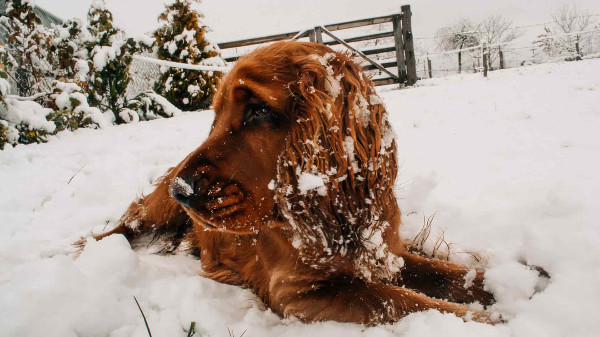 wandern mit hund im winter